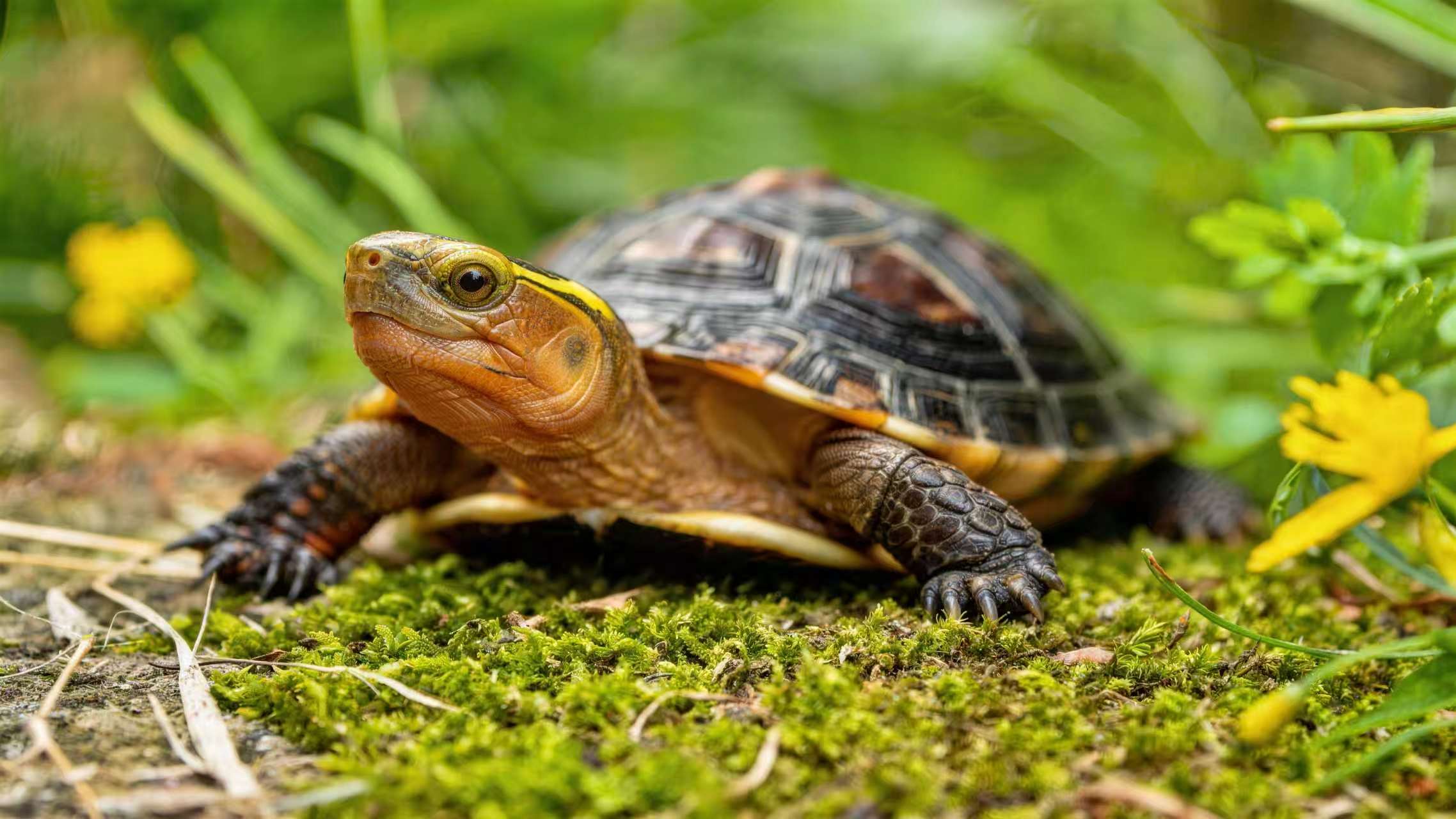 Yellow-margined Box Turtle