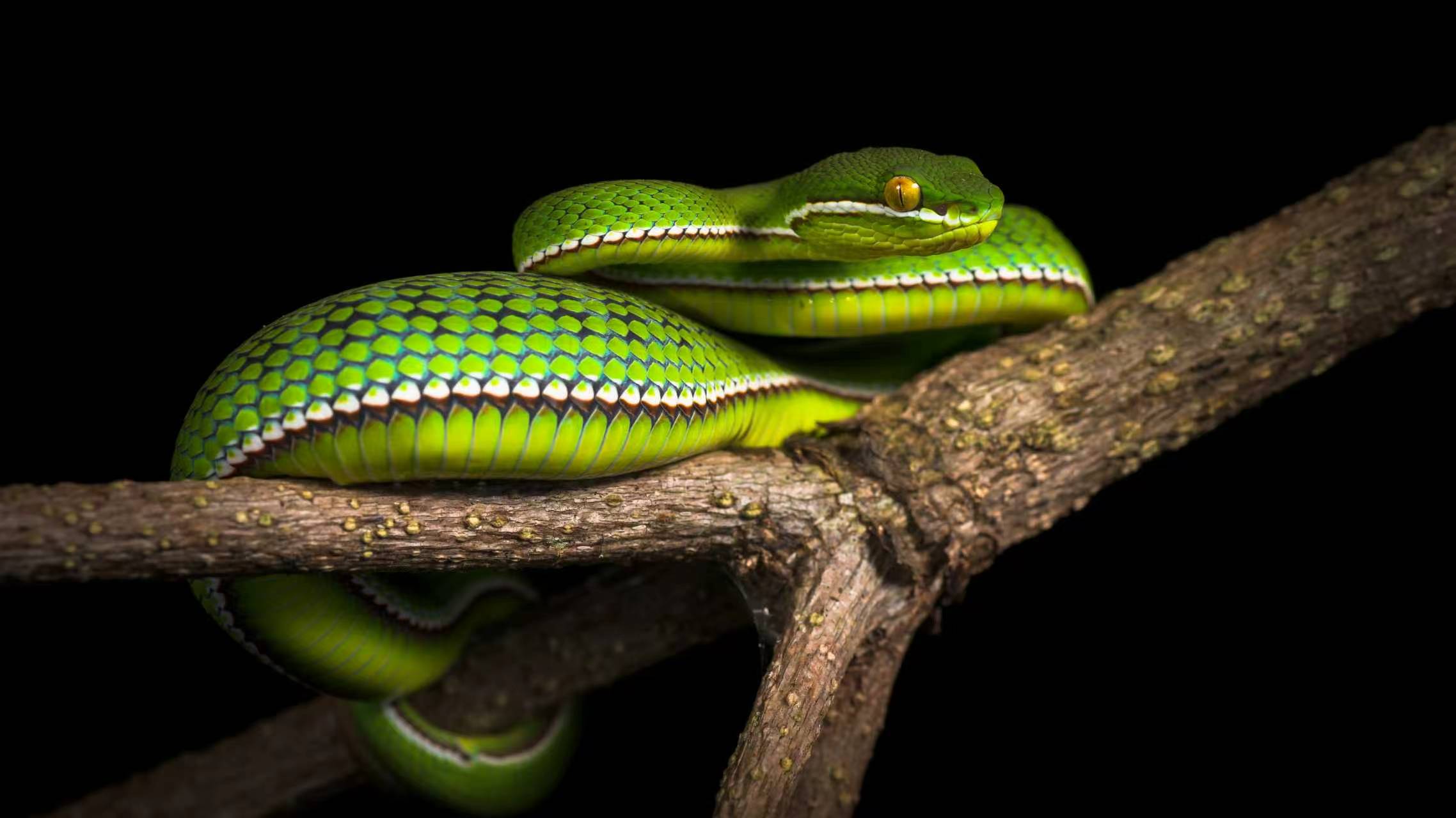 Green Tree Viper